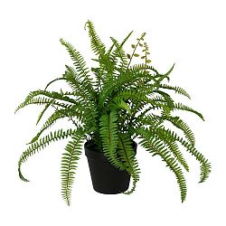 Dekoračná Rostlina Farn, V: 40cm